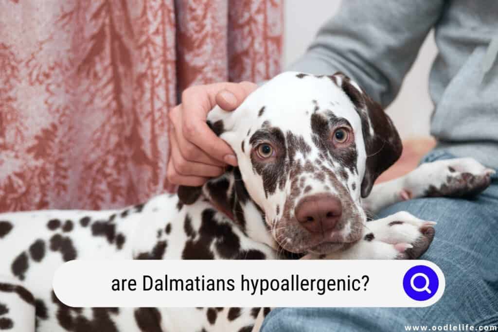 are Dalmatians hypoallergenic