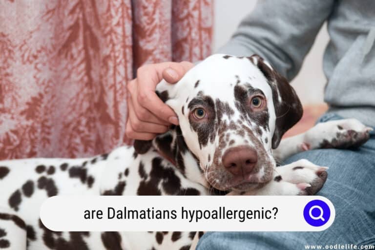 Are Dalmatians Hypoallergenic? (TRUTH and How to Stop Shedding)