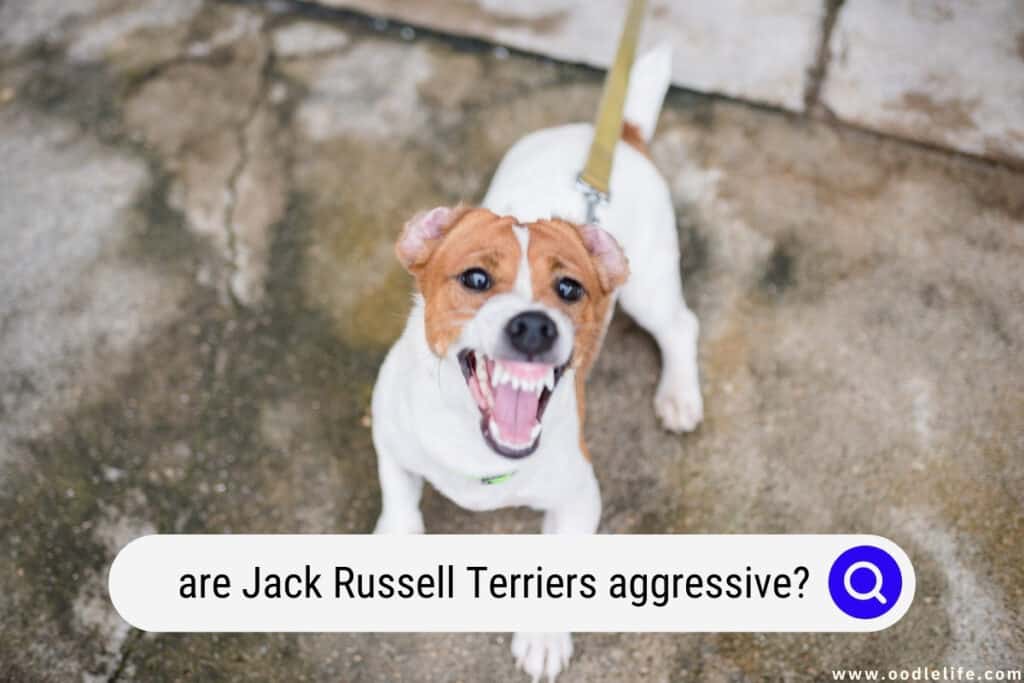 are Jack Russell Terriers aggressive