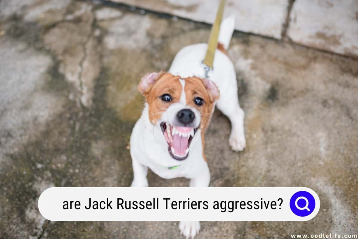Jack russell shop aggressive towards strangers
