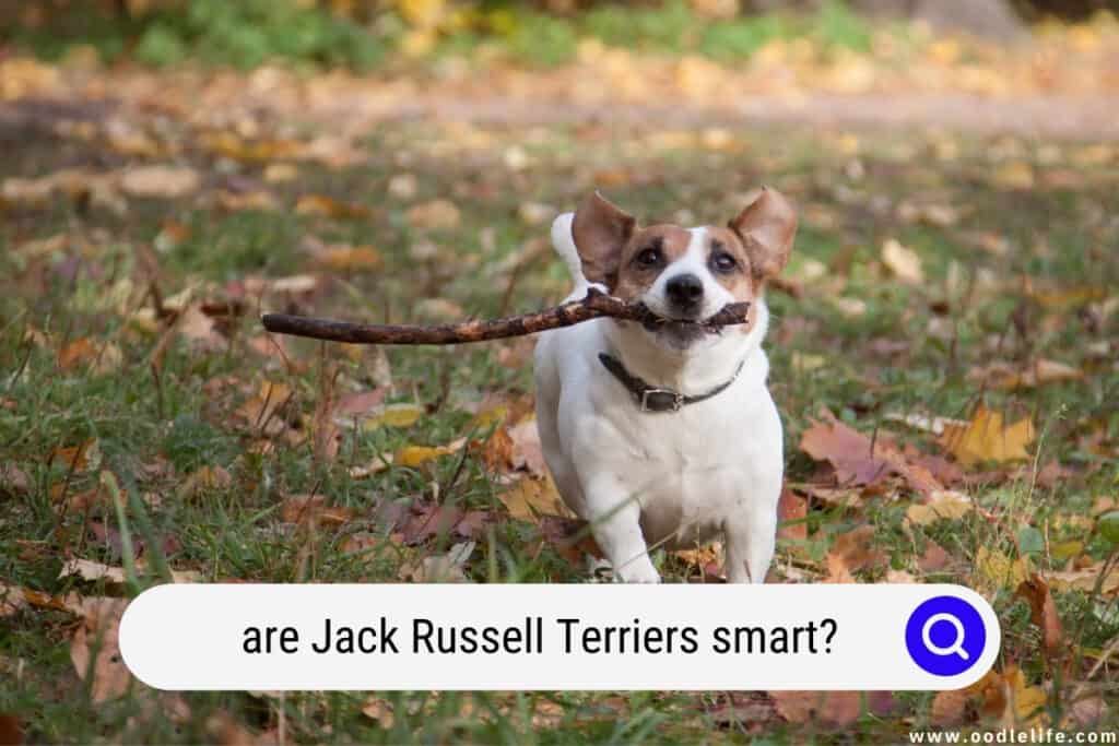 are Jack Russell Terriers smart