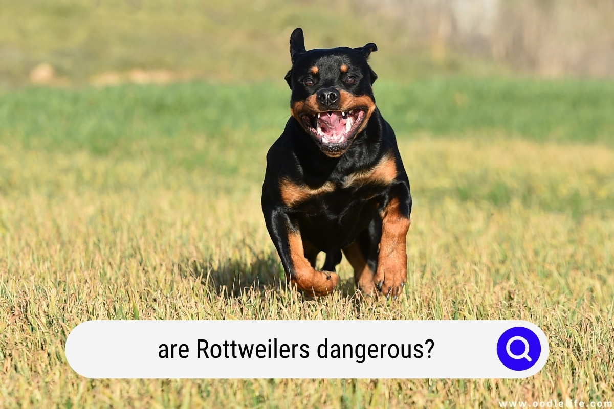 Are Rottweilers More Dangerous Than Pit Bulls