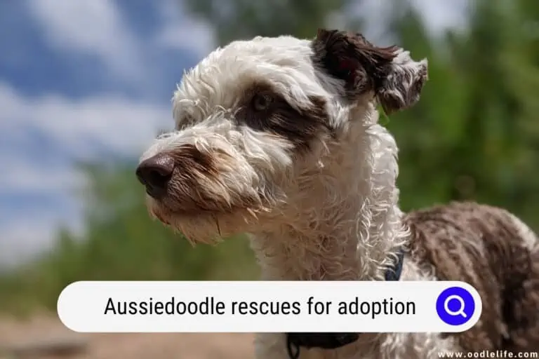 Aussiedoodle Rescues for Adoption – Top 5 Picks! (2023)