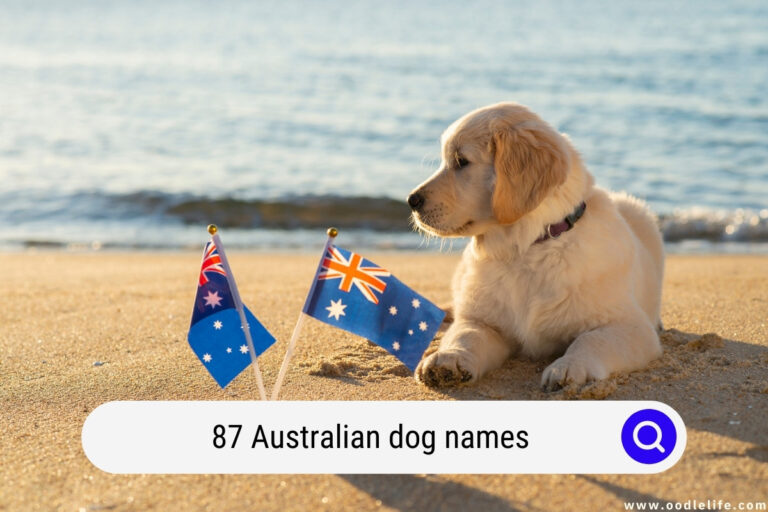 87 Australian Dog Names [Aussie Dog Names!]
