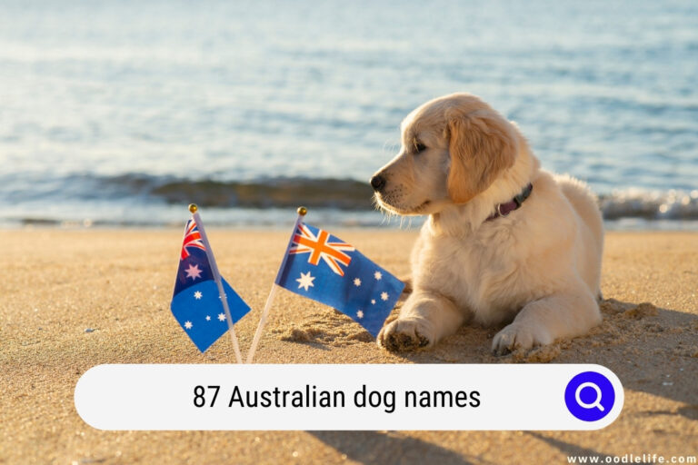 87 Australian Dog Names [Aussie Dog Names!] Oodle Life