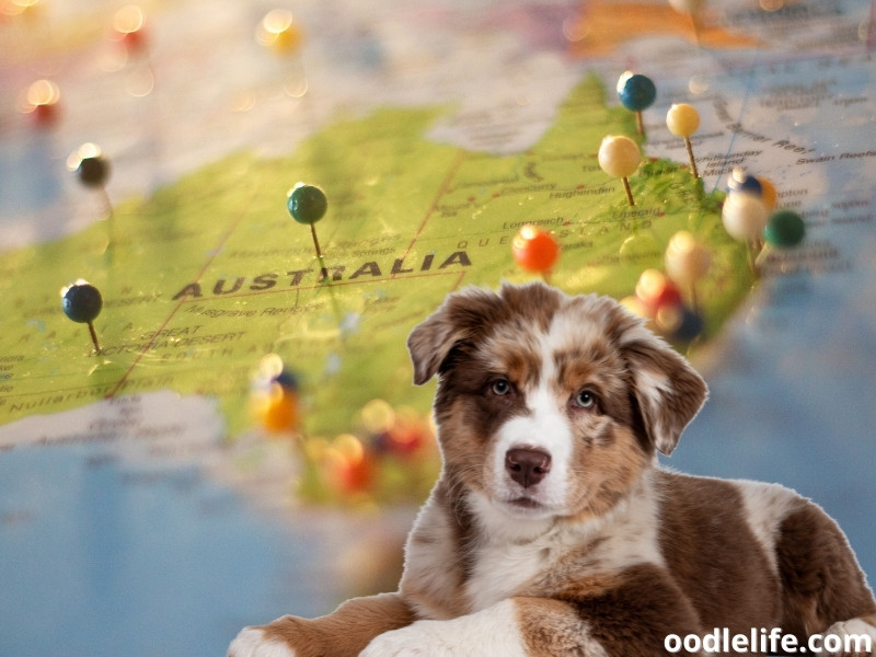 Australian Shepherd dog and Australia map