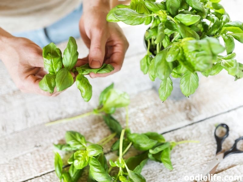 Are Basil Leaves Bad For Dogs