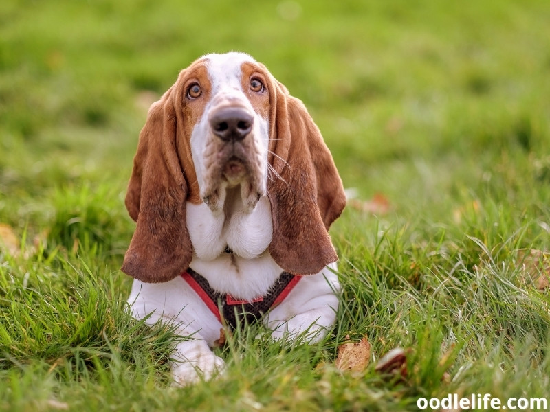 Basset Hound fluffy ears