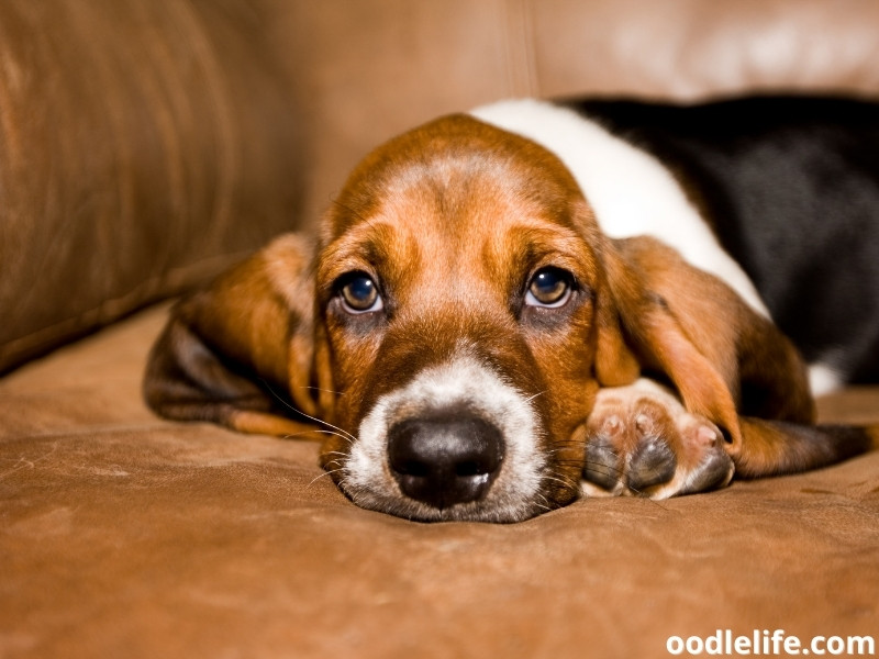 Basset Hound puppy