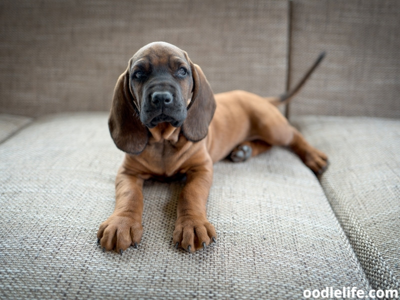 Bavarian Mountain Hound puppy