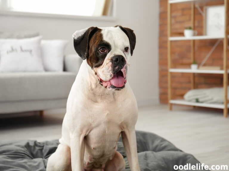 Why Do Dogs Nest? [Nesting Explained] OodleLife®
