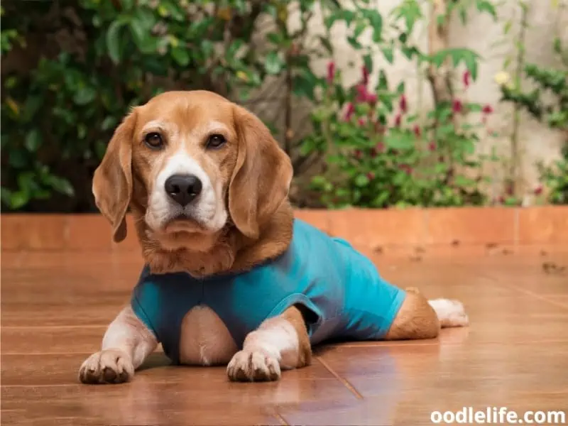 Beagle lying on the floor