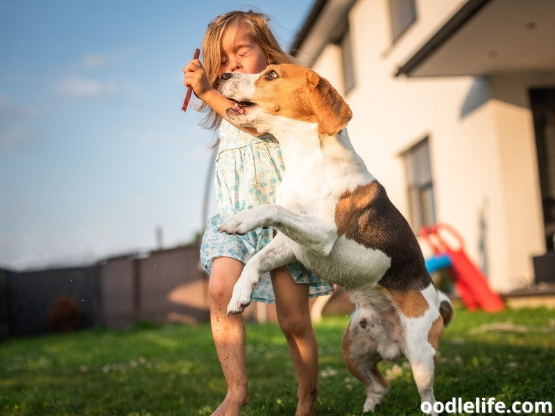 Beagle plays with a girl