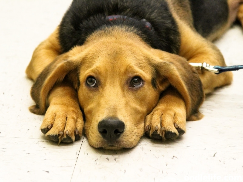 Beagle shepherd behaved dog
