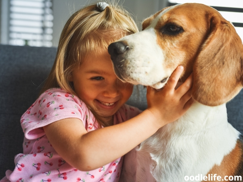 Beagle with a girl