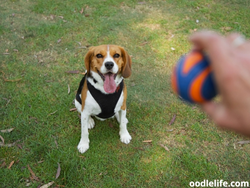 beaglier fetch