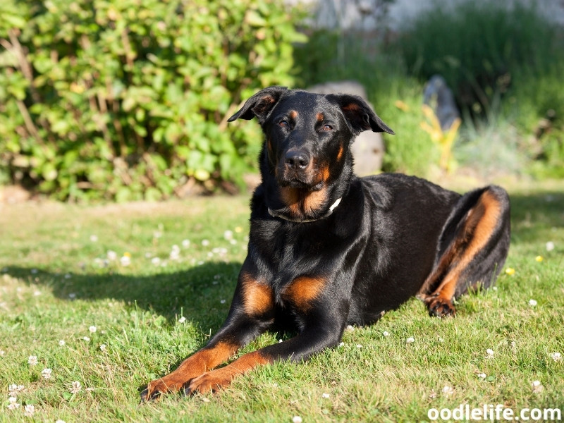 Beauceron sitting pretty outdoors