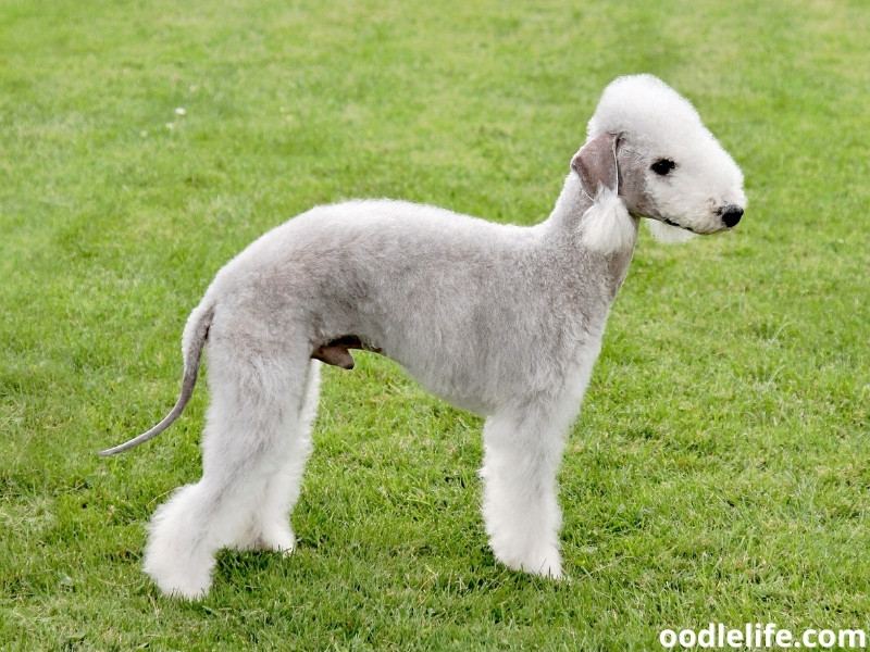 Bedlington Terrier green grass