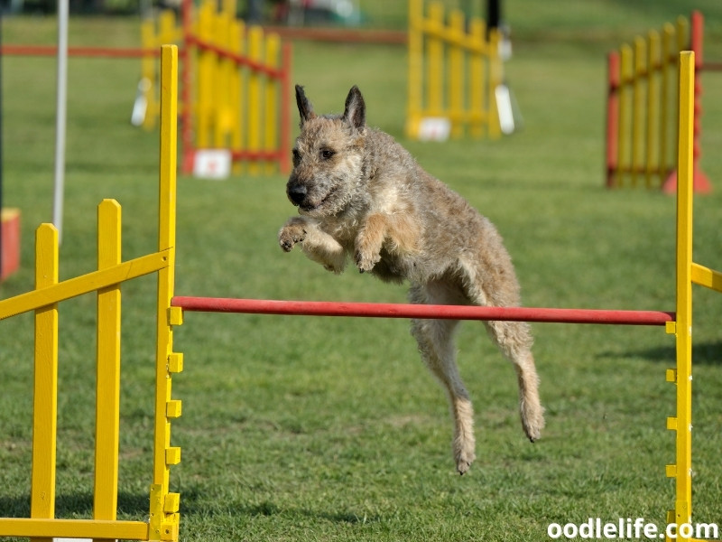 Belgian Laekenois training field