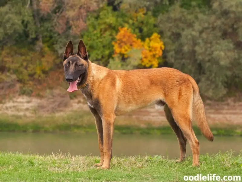 Belgian Malinois stands