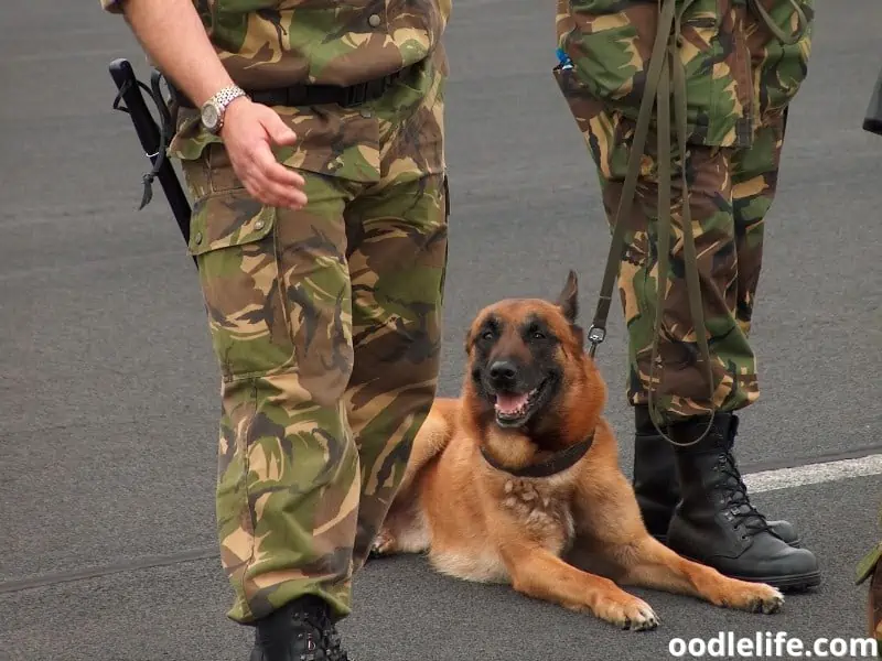 Belgian Malinois with militaries