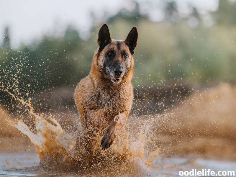 Belgian Shepherd running in the water