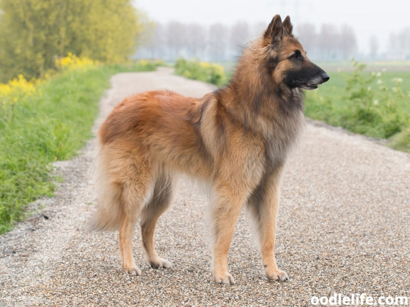 Belgian Tervuren on the road