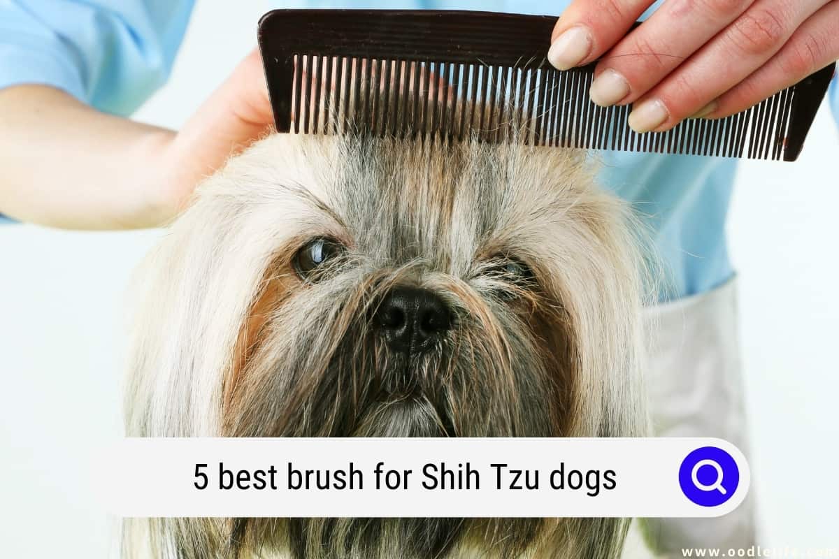 5 Best Brush For Shih Tzu Dogs (2023 Update) - Oodle Life