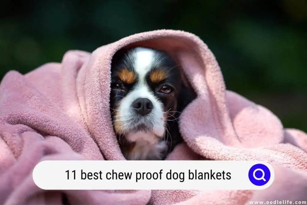 best chew proof dog blankets