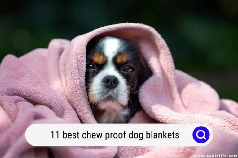 11 Best Chew Proof Dog Blankets 2026