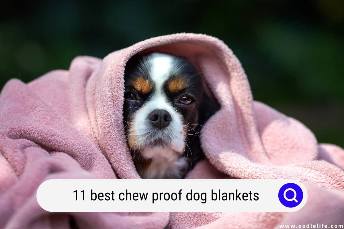 Why Do Dogs Chew Up Their Blankets at Loretta Gregory blog