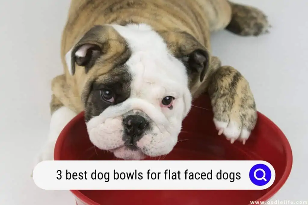 best dog bowls for flat faced dogs