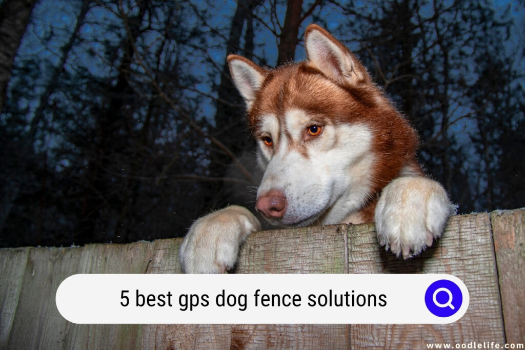 best gps dog fence
