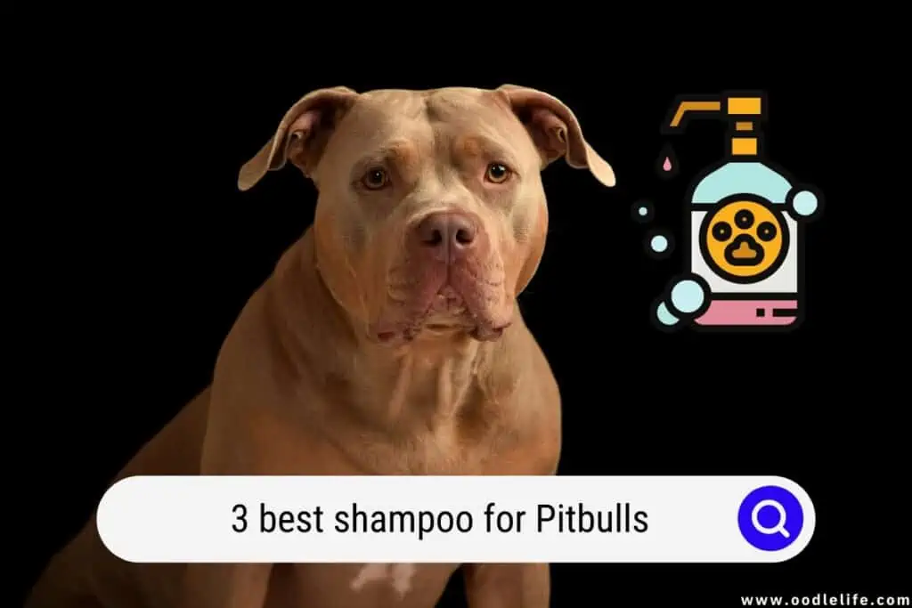 best shampoos for Pitbulls