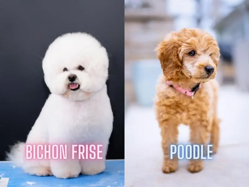 Bichon Frise and Poodle costs