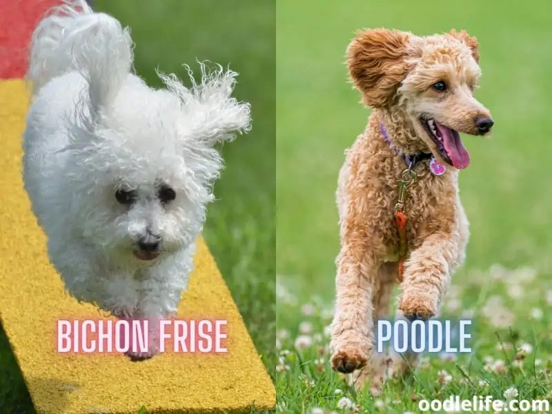 Bichon Frise and Poodle play