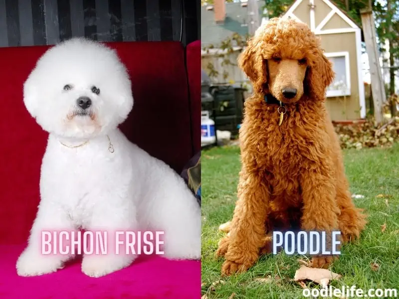 Bichon Frise and Poodle sizes