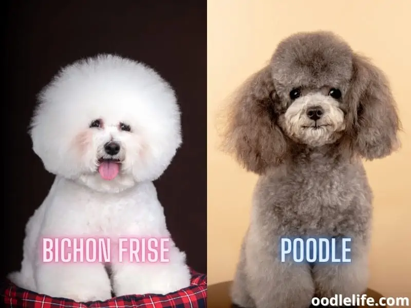 Bichon Frise and Poodle