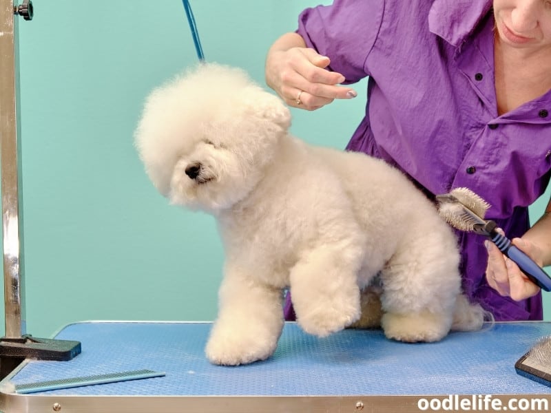 Bichon Frise being groomed