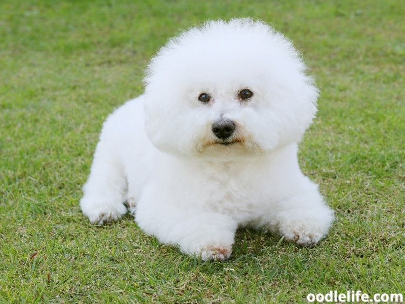 Bichon Frise so white