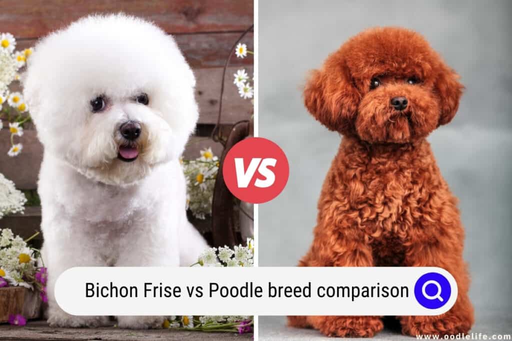 Bichon Frise vs Poodle
