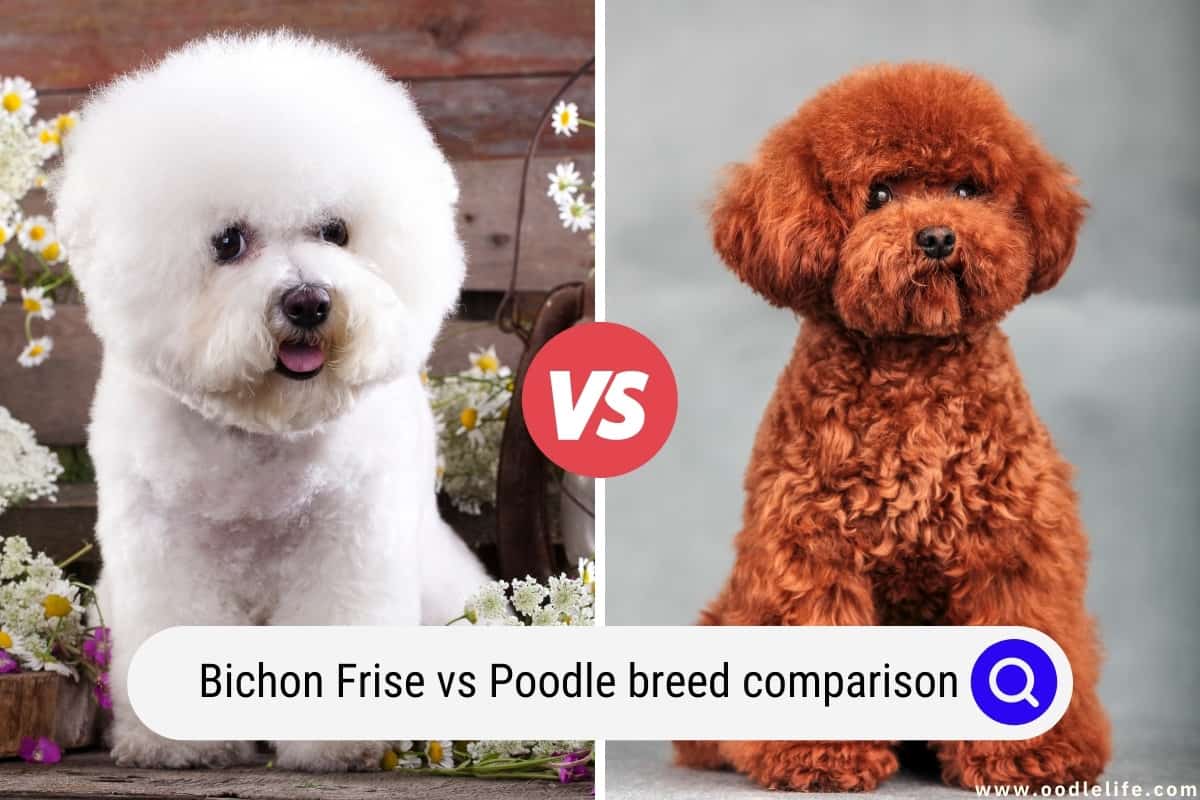 Bichon Frise Vs Poodle Breed Comparison Photos Oodle Life Bichon Frise Vs Poodle Breed Comparison Photos Oodle Life