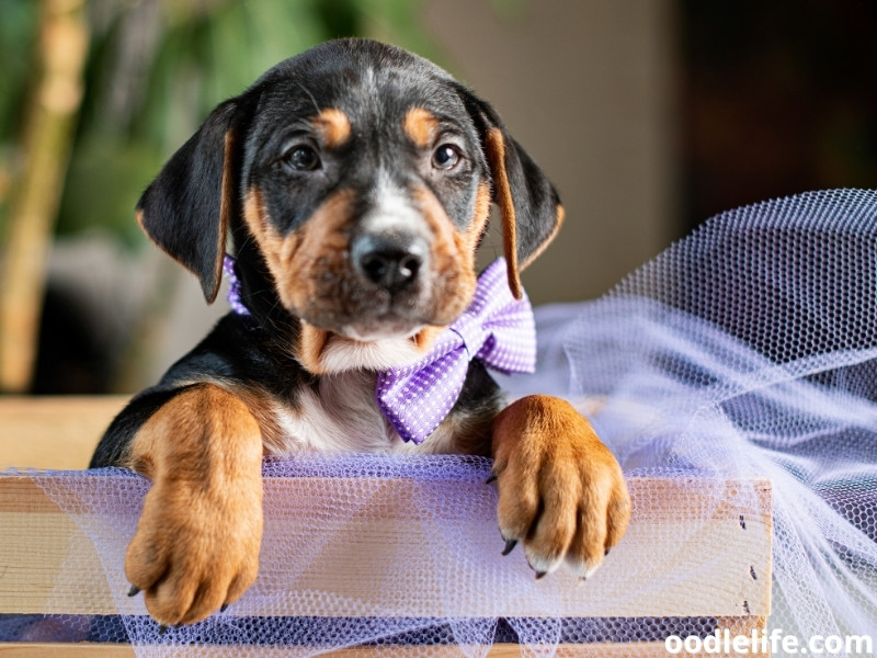 Black and Tan Coonhound puppy in a crate waiting for the milk.