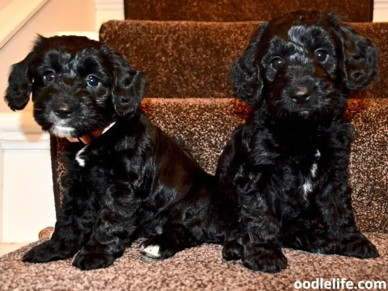 black Cockapoo puppies