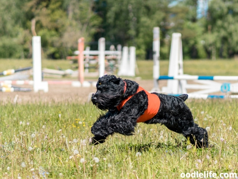 Black Russian Terrier running