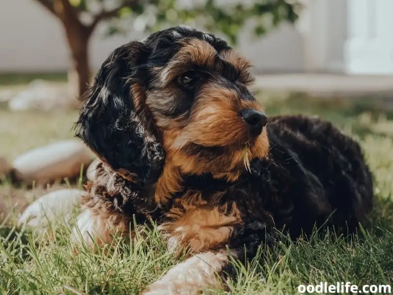 black with brown Cockapoo puppy