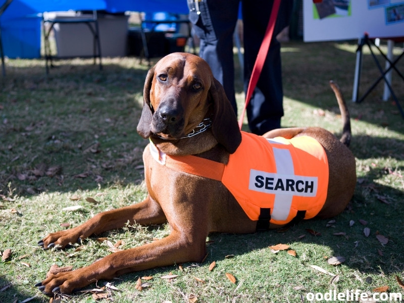 Bloodhound sitting