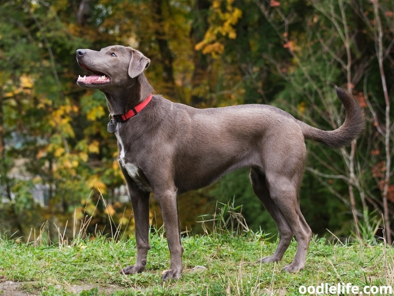 Blue Lacy dog