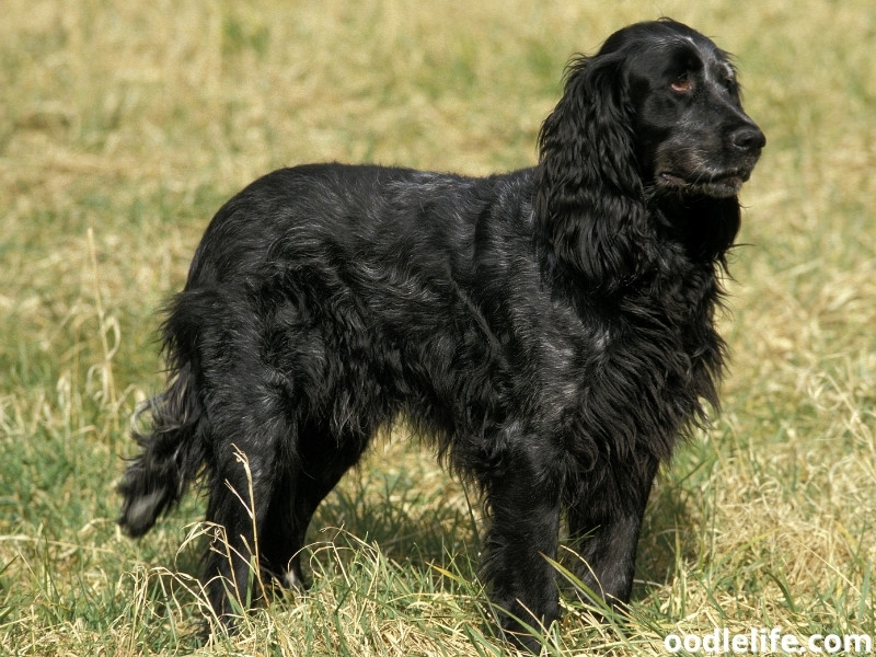 Blue Picardy Spaniel