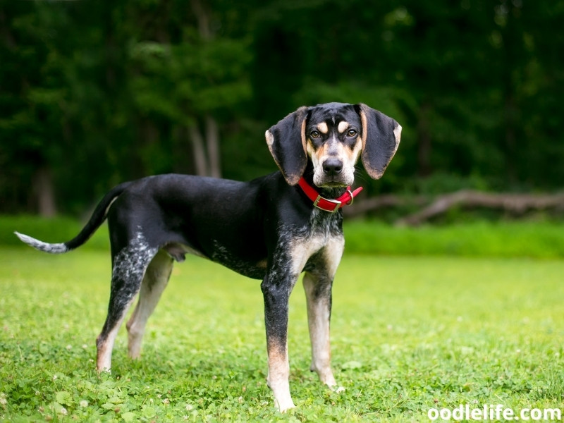Bluetick Coonhound with a red collar.